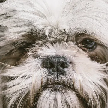 王磊